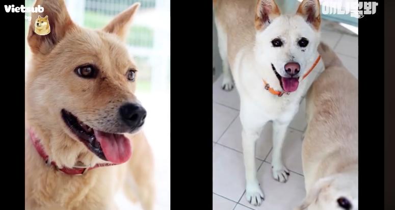 愛犬走了心好痛　老爸開車門「見到驚喜」立刻變成高中少女
