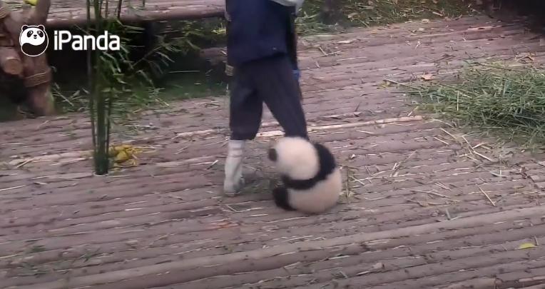 靠賣萌為生的野獸！　熊貓憨傻「黑白糰子影片」把大家萌到不要不要