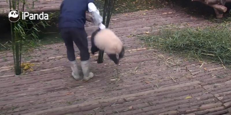 靠賣萌為生的野獸！　熊貓憨傻「黑白糰子影片」把大家萌到不要不要