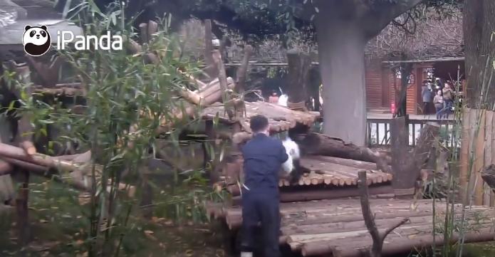 靠賣萌為生的野獸！　熊貓憨傻「黑白糰子影片」把大家萌到不要不要