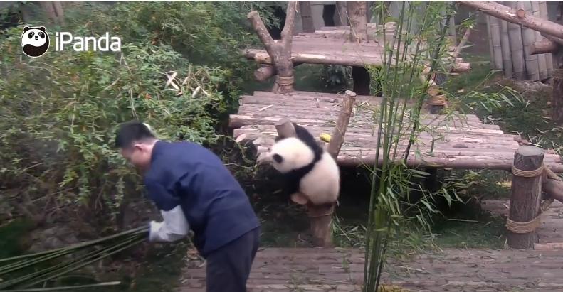 靠賣萌為生的野獸！　熊貓憨傻「黑白糰子影片」把大家萌到不要不要
