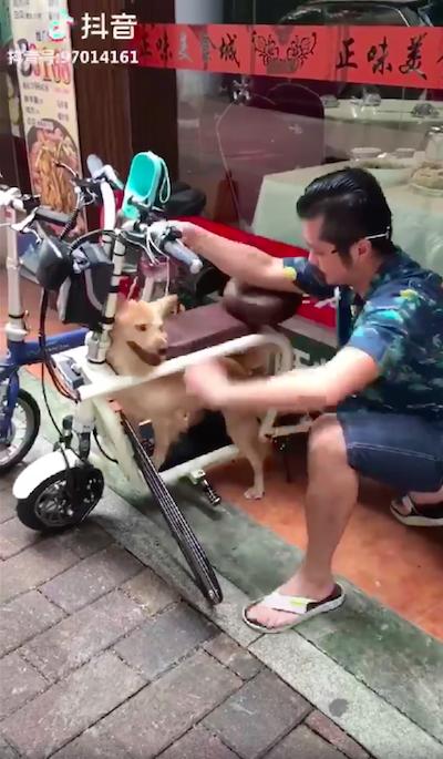 毛孩整隻裝進電動車一起兜風　狗奴眼睛發亮：我買定了