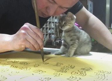 一人一貓一世界，主人全神貫注練書法，懵懂小貓全程作陪，超暖