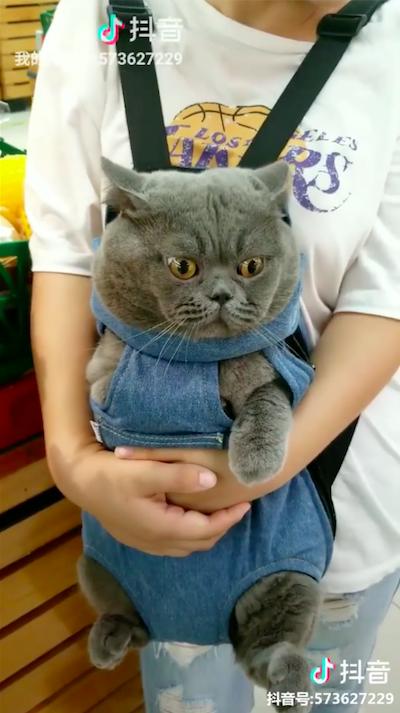 貓皇第一次「微服出巡」嚇呆惹　表情僵硬很害怕：外面的世界長這樣？