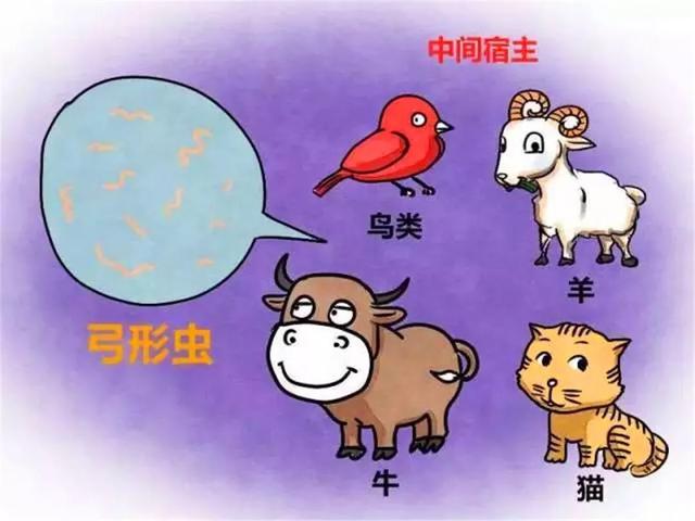 吸貓後竟染上疾病，鏟屎官需學會三種防治方法，遠離「貓病」