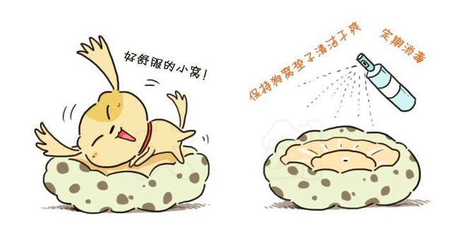婆婆嫌棄我養狗家裡髒，6招護理的小辦法，狗狗被打理得好精緻