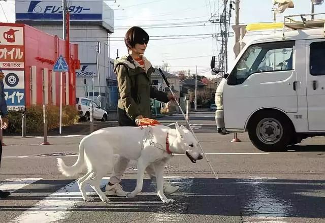 導盲犬退役後整日抑鬱，無法忘記曾經工作，萬幸被主人暖心對待