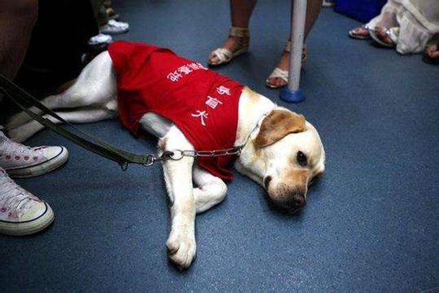 導盲犬退役後整日抑鬱，無法忘記曾經工作，萬幸被主人暖心對待
