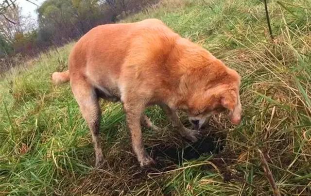 導盲犬退役後整日抑鬱，無法忘記曾經工作，萬幸被主人暖心對待