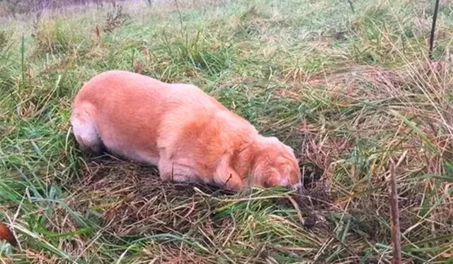 導盲犬退役後整日抑鬱，無法忘記曾經工作，萬幸被主人暖心對待