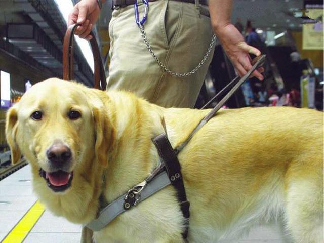 導盲犬退役後整日抑鬱，無法忘記曾經工作，萬幸被主人暖心對待