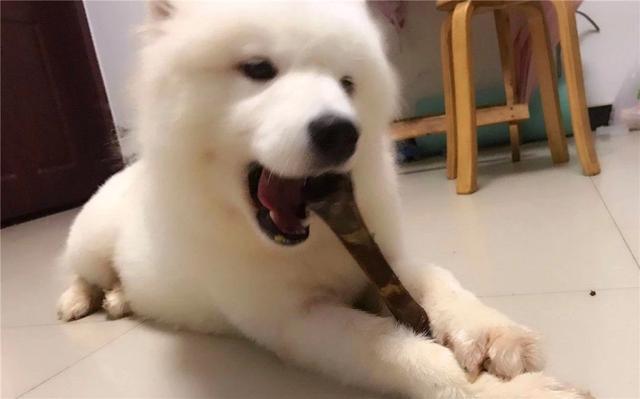 寵物狗矯情到不能吃骨頭？面對寵物世紀話題，狗狗有話要講