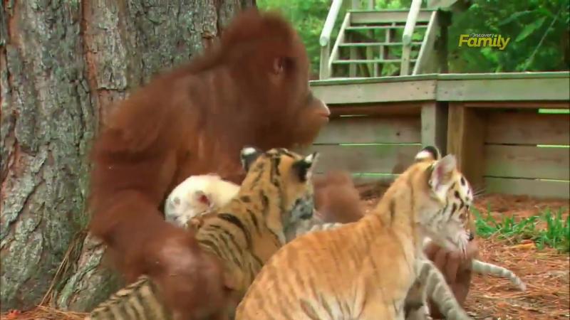 沒媽自己找！小老虎「黏紅毛猩猩」當保母　鑽懷裡「塞奶討抱抱」：倫家想喝捏捏～