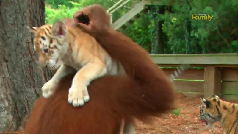 沒媽自己找！小老虎「黏紅毛猩猩」當保母　鑽懷裡「塞奶討抱抱」：倫家想喝捏捏～