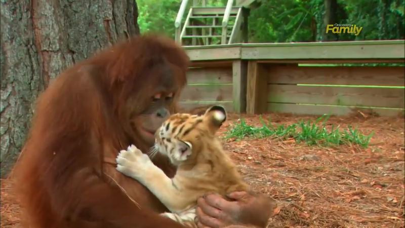 沒媽自己找！小老虎「黏紅毛猩猩」當保母　鑽懷裡「塞奶討抱抱」：倫家想喝捏捏～