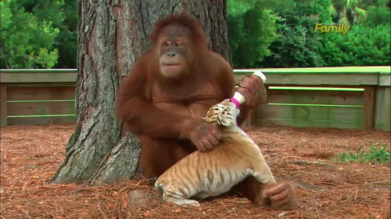 沒媽自己找！小老虎「黏紅毛猩猩」當保母　鑽懷裡「塞奶討抱抱」：倫家想喝捏捏～