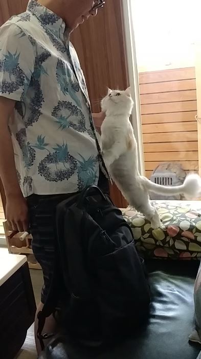 塞奶主子撲懷裡「上下狂擼5分鐘」！手一停就喵喵叫：把鼻你不准走～