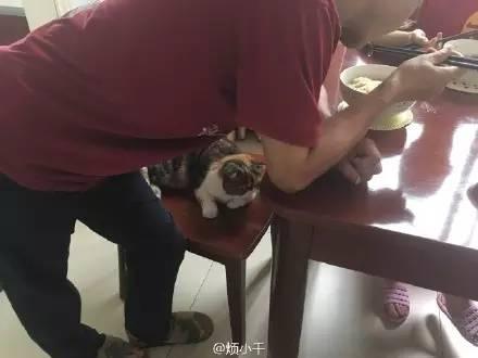出一張嘴！那些說「養寵物哩丟災系」的爸媽　現在全「惜命命」：別帶走我金孫
