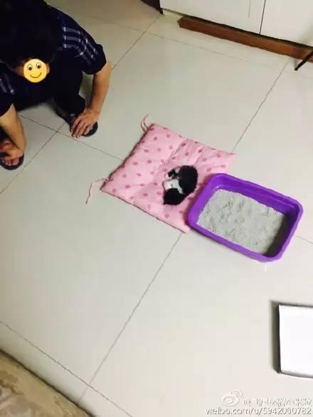 出一張嘴！那些說「養寵物哩丟災系」的爸媽　現在全「惜命命」：別帶走我金孫