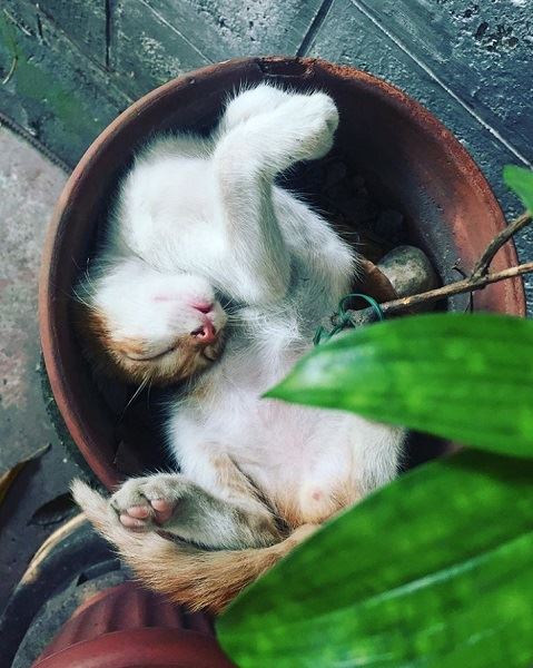 忘掉煩惱吧！23張各種動物奇妙的睡姿安撫你的心靈～