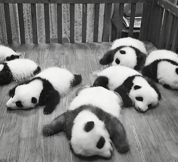 忘掉煩惱吧！23張各種動物奇妙的睡姿安撫你的心靈～