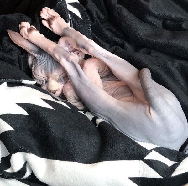 忘掉煩惱吧！23張各種動物奇妙的睡姿安撫你的心靈～