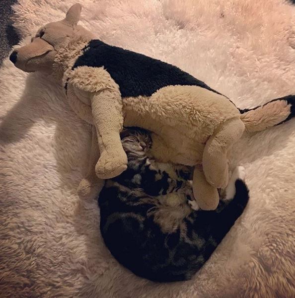 忘掉煩惱吧！23張各種動物奇妙的睡姿安撫你的心靈～