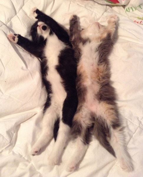 忘掉煩惱吧！23張各種動物奇妙的睡姿安撫你的心靈～