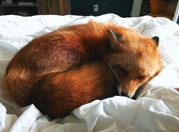 忘掉煩惱吧！23張各種動物奇妙的睡姿安撫你的心靈～