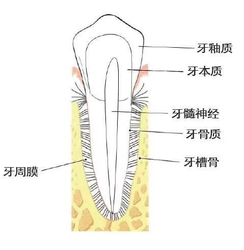 牙齦退縮，牙根暴露，不敢刷牙怎麼辦？