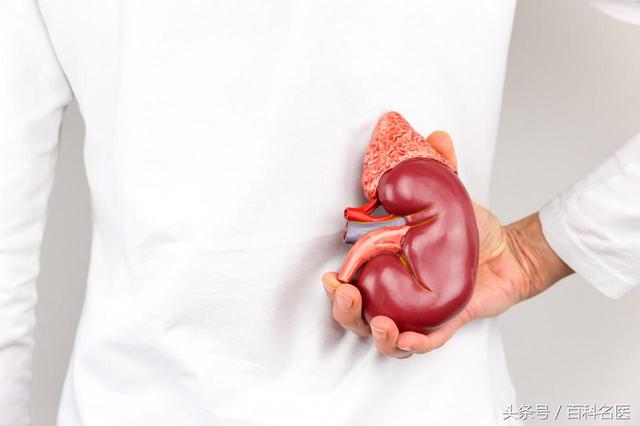 人老了以後腎臟會有什麼改變？如何保養腎臟？