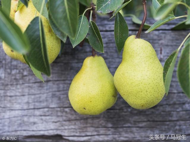 能解渴生津的梨，可謂「百果之宗」