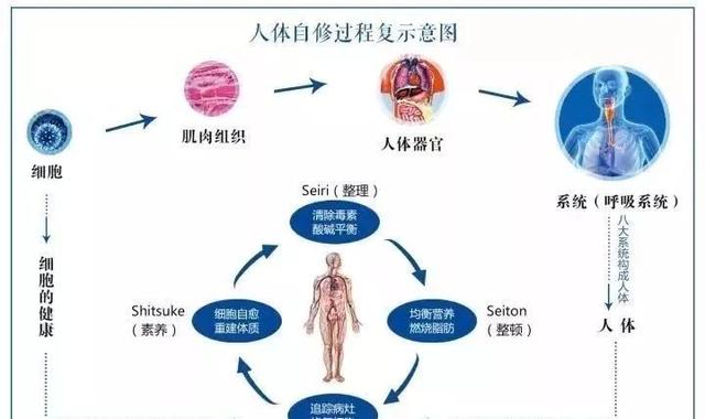 「三分治，七分養」最好的醫生是人體的自愈力！