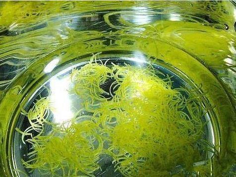 管他多嚴重的咳嗽，把它蒸熟吃，一夜除根！潤肺化痰，吃飯香啊 