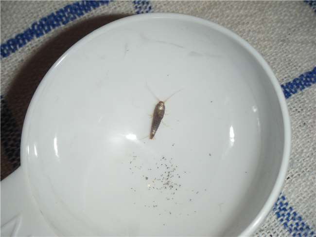 你家裡也有這種討厭的害蟲「衣魚」嗎？透過這７個簡單的方法，一起來消滅它們吧！