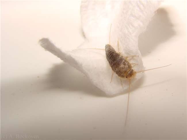 你家裡也有這種討厭的害蟲「衣魚」嗎？透過這７個簡單的方法，一起來消滅它們吧！