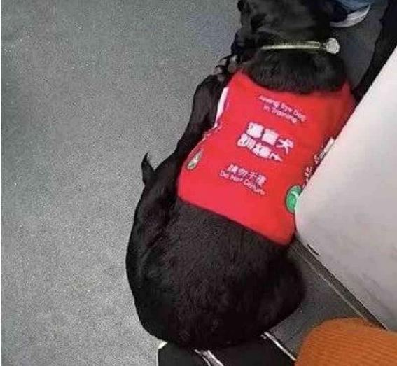 導盲犬太累了！靠著乘客的腳睡覺，乘客的做法超暖心