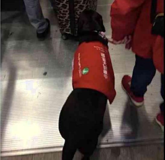 導盲犬太累了！靠著乘客的腳睡覺，乘客的做法超暖心