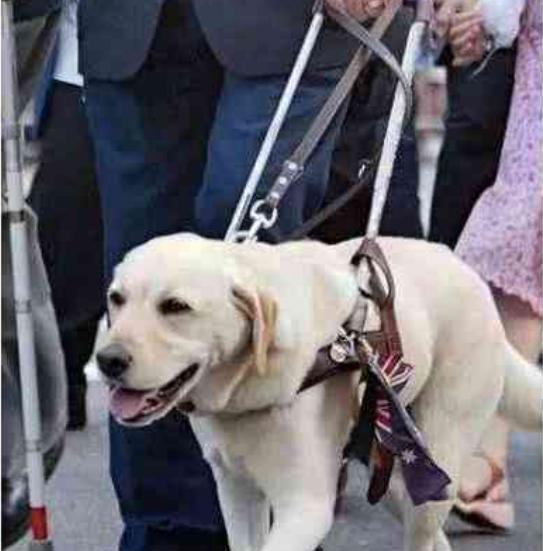 導盲犬太累了！靠著乘客的腳睡覺，乘客的做法超暖心