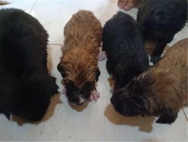 如果一個男人願意把愛給小動物，那他一定不可能是渣男