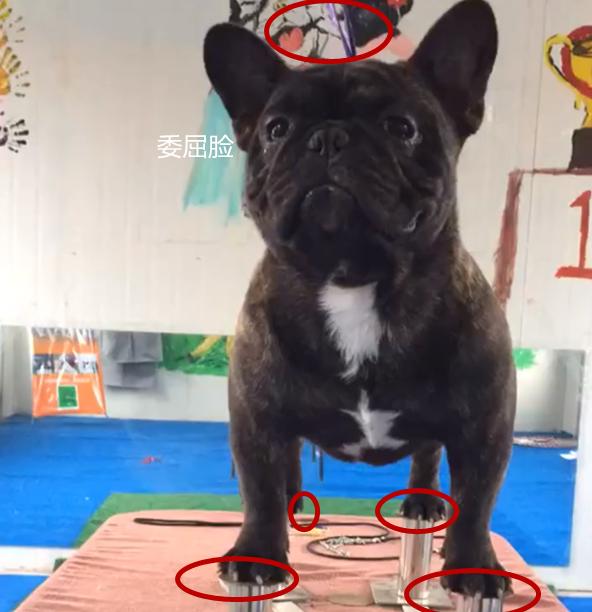 心疼！主人為訓練鬥牛犬，竟吊起狗狗的脖子並讓它站立在鋼管上