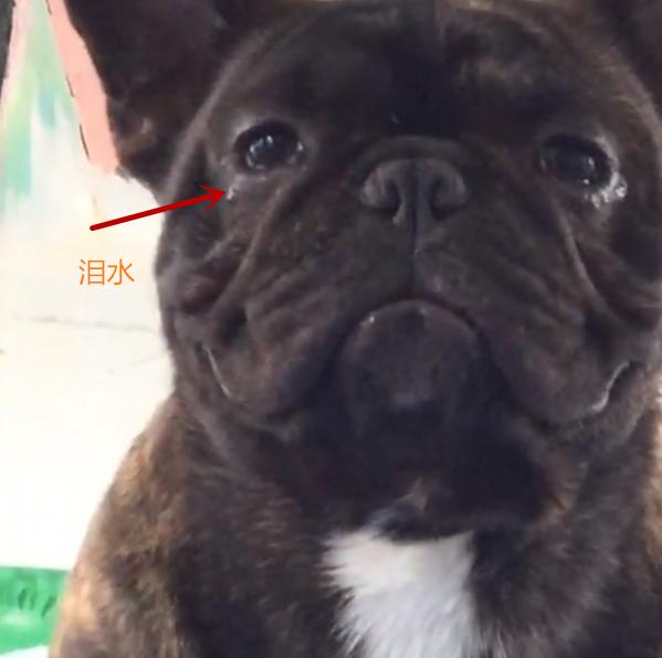 心疼！主人為訓練鬥牛犬，竟吊起狗狗的脖子並讓它站立在鋼管上