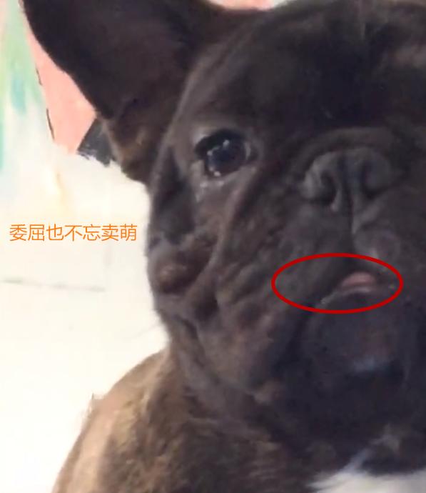 心疼！主人為訓練鬥牛犬，竟吊起狗狗的脖子並讓它站立在鋼管上