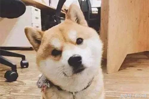 你以為狗狗在歪頭賣萌？其實它是在求助，讓狗狗側頭的原因大盤點