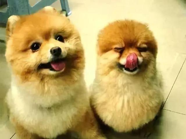 真搞不懂狗狗之間的感情！都親密成這樣了？