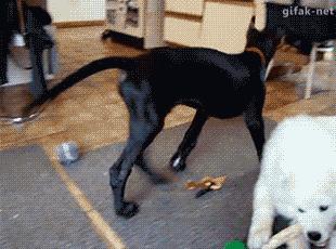 真搞不懂狗狗之間的感情！都親密成這樣了？