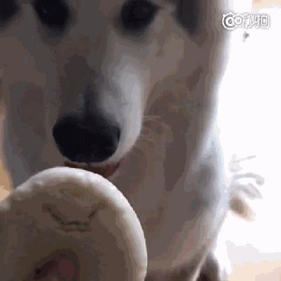 花樣偷吃的一百種方式，真的要被狗子蠢哭了