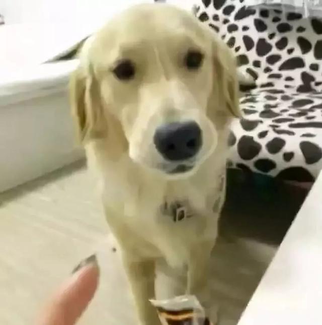 花樣偷吃的一百種方式，真的要被狗子蠢哭了