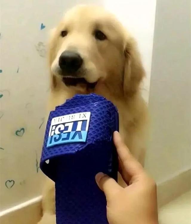 看到你們家的狗也這麼氣人，我就放心啦