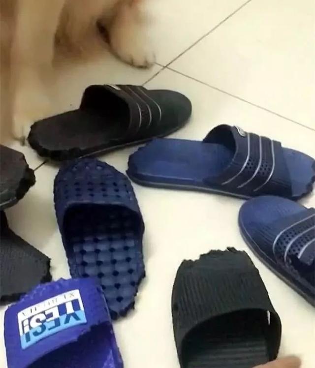 看到你們家的狗也這麼氣人，我就放心啦
